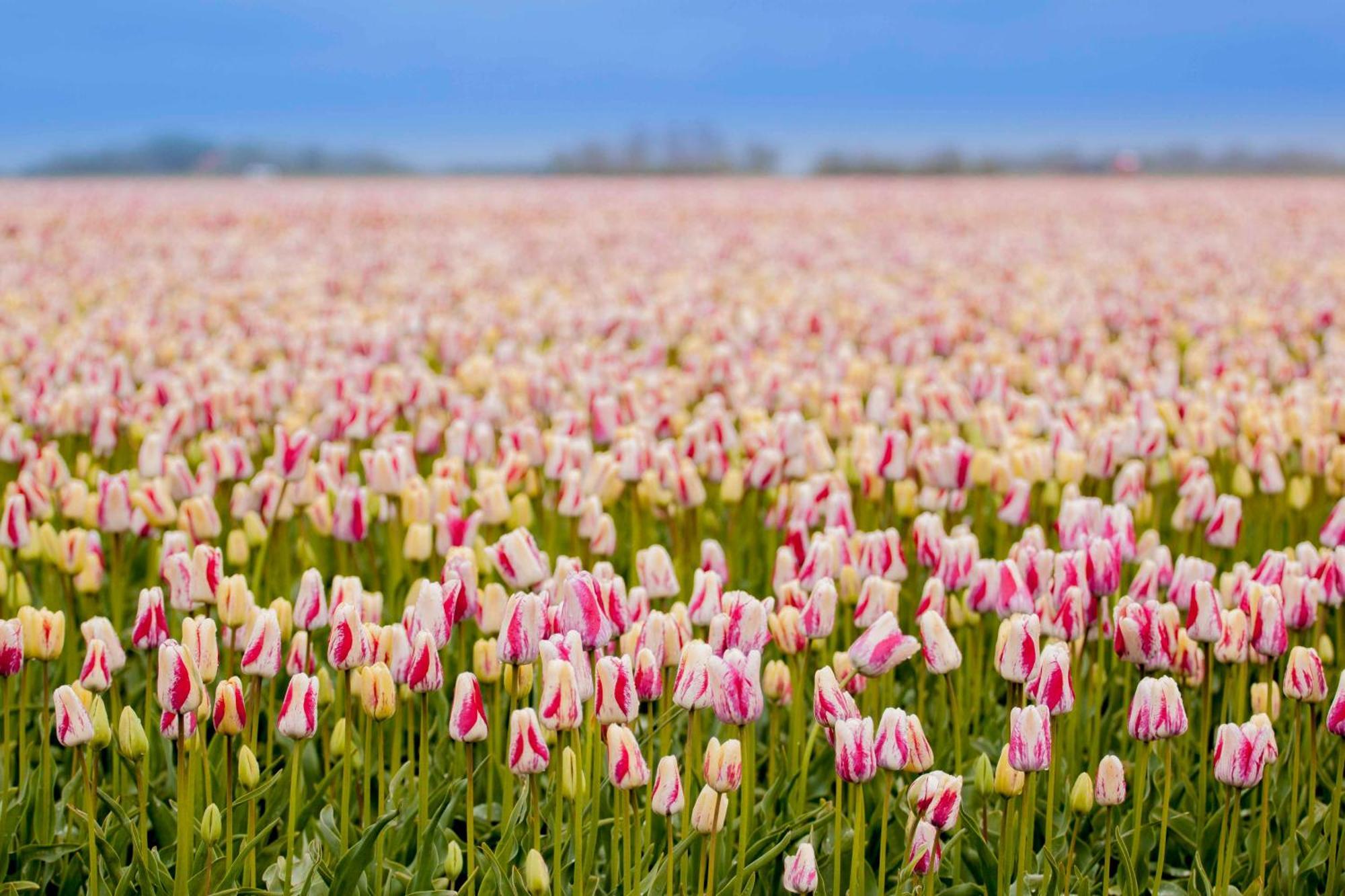 Vakantiehuisje Bloem 4 Personen Stolpen Exterior foto
